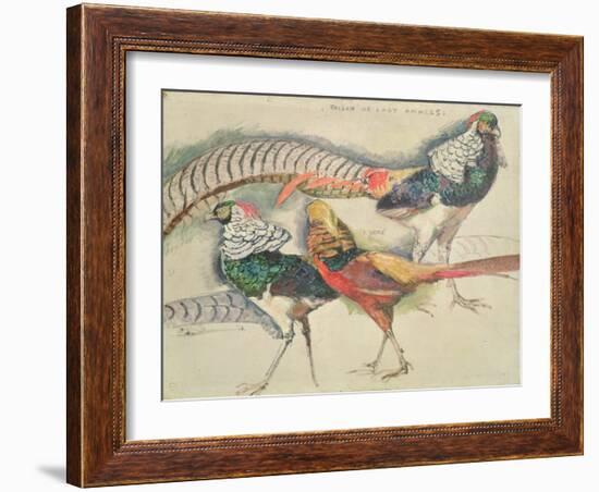 Lady Amherst's Pheasant-Theo van Rysselberghe-Framed Giclee Print