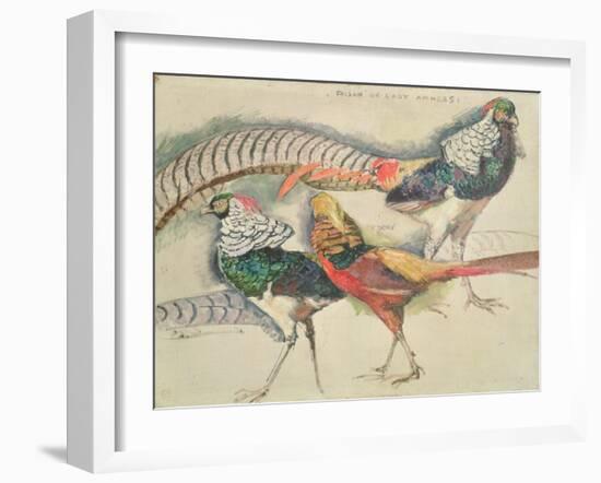 Lady Amherst's Pheasant-Theo van Rysselberghe-Framed Giclee Print