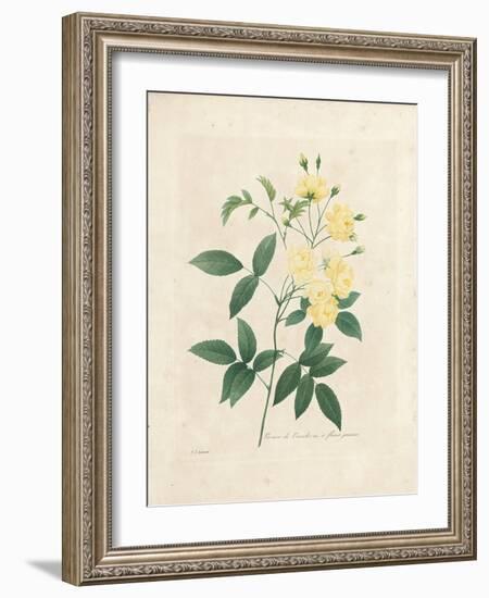 Lady Banks' Rose, from 'Choix Des Plus Belles Fleurs Et Des Plus Beaux Fruits', Vol. I, 1827-33-Pierre-Joseph Redouté-Framed Giclee Print