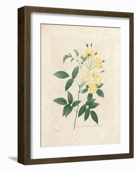 Lady Banks' Rose, from 'Choix Des Plus Belles Fleurs Et Des Plus Beaux Fruits', Vol. I, 1827-33-Pierre-Joseph Redouté-Framed Giclee Print