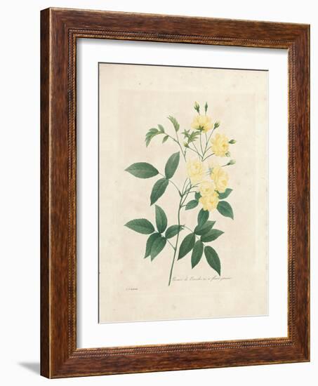 Lady Banks' Rose, from 'Choix Des Plus Belles Fleurs Et Des Plus Beaux Fruits', Vol. I, 1827-33-Pierre-Joseph Redouté-Framed Giclee Print