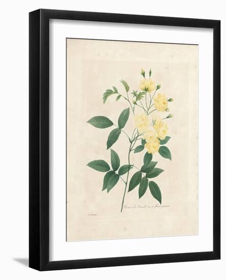 Lady Banks' Rose, from 'Choix Des Plus Belles Fleurs Et Des Plus Beaux Fruits', Vol. I, 1827-33-Pierre-Joseph Redouté-Framed Giclee Print