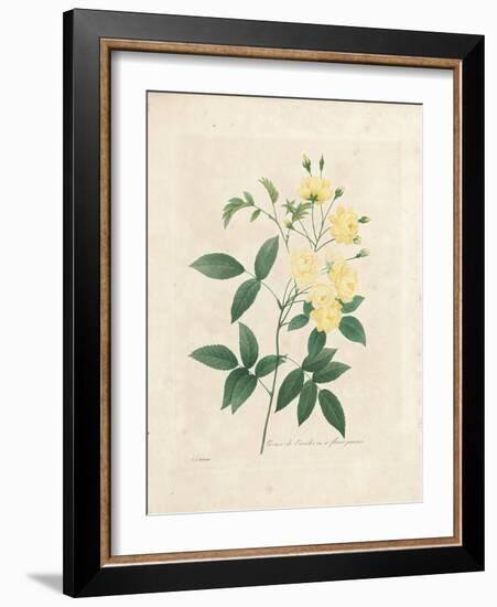 Lady Banks' Rose, from 'Choix Des Plus Belles Fleurs Et Des Plus Beaux Fruits', Vol. I, 1827-33-Pierre-Joseph Redouté-Framed Giclee Print