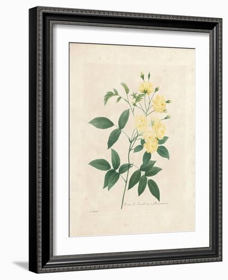 Lady Banks' Rose, from 'Choix Des Plus Belles Fleurs Et Des Plus Beaux Fruits', Vol. I, 1827-33-Pierre-Joseph Redouté-Framed Giclee Print