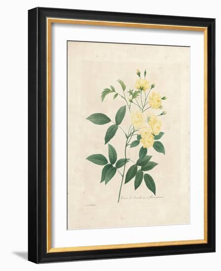 Lady Banks' Rose, from 'Choix Des Plus Belles Fleurs Et Des Plus Beaux Fruits', Vol. I, 1827-33-Pierre-Joseph Redouté-Framed Giclee Print