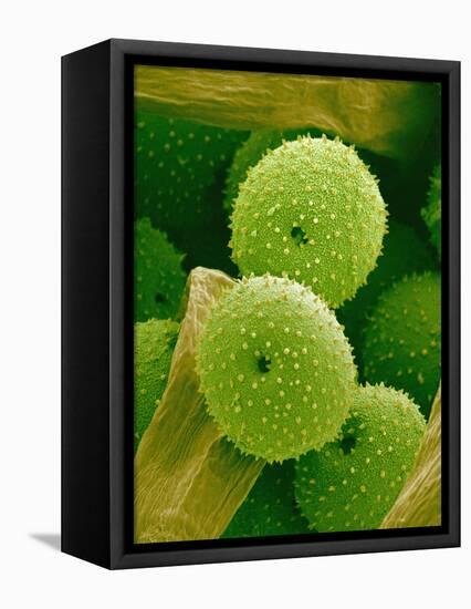 Lady Bell Plant Pollen-Micro Discovery-Framed Premier Image Canvas