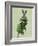 Lady Bella Rabbit Taking Tea-Fab Funky-Framed Art Print