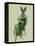 Lady Bella Rabbit Taking Tea-Fab Funky-Framed Stretched Canvas