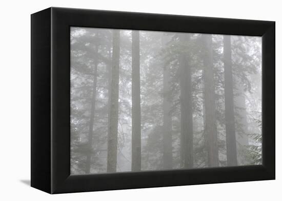 Lady Bird Johnson Grove in Fog, Prairie Creek Redwoods SP, California-Rob Sheppard-Framed Premier Image Canvas