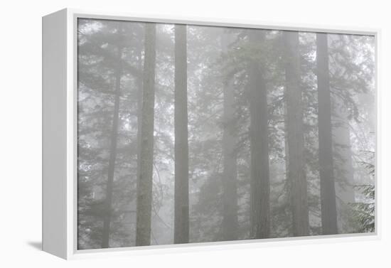 Lady Bird Johnson Grove in Fog, Prairie Creek Redwoods SP, California-Rob Sheppard-Framed Premier Image Canvas