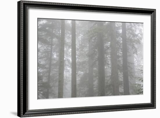 Lady Bird Johnson Grove in Fog, Prairie Creek Redwoods SP, California-Rob Sheppard-Framed Photographic Print