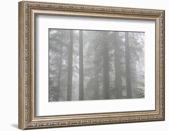 Lady Bird Johnson Grove in Fog, Prairie Creek Redwoods SP, California-Rob Sheppard-Framed Photographic Print