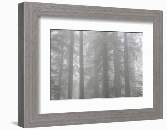 Lady Bird Johnson Grove in Fog, Prairie Creek Redwoods SP, California-Rob Sheppard-Framed Photographic Print