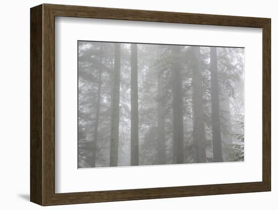 Lady Bird Johnson Grove in Fog, Prairie Creek Redwoods SP, California-Rob Sheppard-Framed Photographic Print