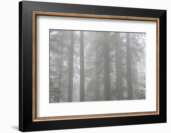 Lady Bird Johnson Grove in Fog, Prairie Creek Redwoods SP, California-Rob Sheppard-Framed Photographic Print