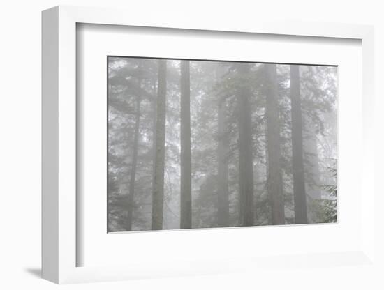 Lady Bird Johnson Grove in Fog, Prairie Creek Redwoods SP, California-Rob Sheppard-Framed Photographic Print