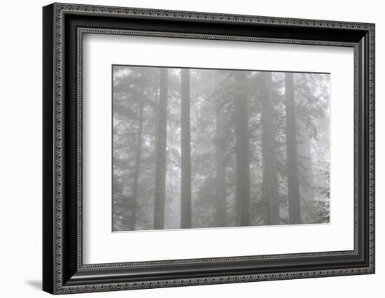 Lady Bird Johnson Grove in Fog, Prairie Creek Redwoods SP, California-Rob Sheppard-Framed Photographic Print