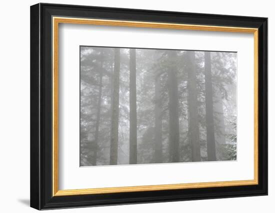 Lady Bird Johnson Grove in Fog, Prairie Creek Redwoods SP, California-Rob Sheppard-Framed Photographic Print