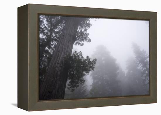 Lady Bird Johnson Grove in Fog, Prairie Creek Redwoods SP, California-Rob Sheppard-Framed Premier Image Canvas