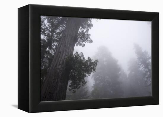 Lady Bird Johnson Grove in Fog, Prairie Creek Redwoods SP, California-Rob Sheppard-Framed Premier Image Canvas