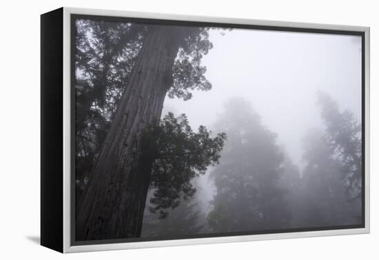 Lady Bird Johnson Grove in Fog, Prairie Creek Redwoods SP, California-Rob Sheppard-Framed Premier Image Canvas