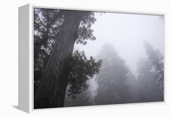 Lady Bird Johnson Grove in Fog, Prairie Creek Redwoods SP, California-Rob Sheppard-Framed Premier Image Canvas