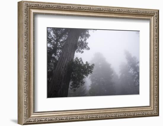 Lady Bird Johnson Grove in Fog, Prairie Creek Redwoods SP, California-Rob Sheppard-Framed Photographic Print