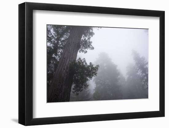 Lady Bird Johnson Grove in Fog, Prairie Creek Redwoods SP, California-Rob Sheppard-Framed Photographic Print