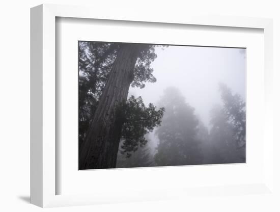 Lady Bird Johnson Grove in Fog, Prairie Creek Redwoods SP, California-Rob Sheppard-Framed Photographic Print