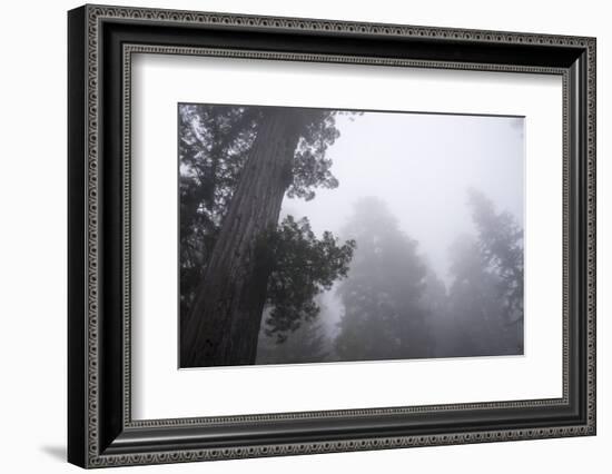 Lady Bird Johnson Grove in Fog, Prairie Creek Redwoods SP, California-Rob Sheppard-Framed Photographic Print