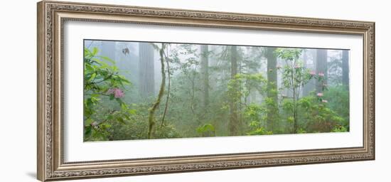 Lady Bird Johnson Grove of Old-Growth Redwoods, California-null-Framed Photographic Print