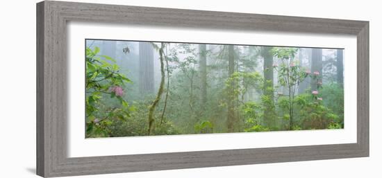 Lady Bird Johnson Grove of Old-Growth Redwoods, California-null-Framed Photographic Print