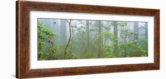 Lady Bird Johnson Grove of Old-Growth Redwoods, California-null-Framed Photographic Print