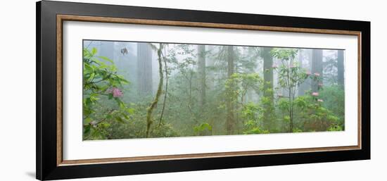 Lady Bird Johnson Grove of Old-Growth Redwoods, California--Framed Photographic Print