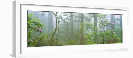 Lady Bird Johnson Grove of Old-Growth Redwoods, California-null-Framed Photographic Print