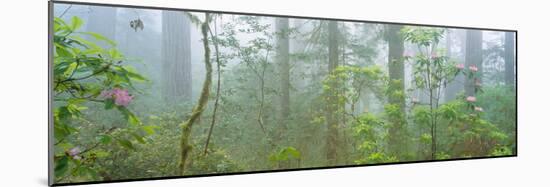 Lady Bird Johnson Grove of Old-Growth Redwoods, California-null-Mounted Photographic Print