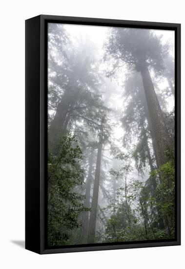 Lady Bird Johnson Grove, Prairie Creek Redwoods SP, California-Rob Sheppard-Framed Premier Image Canvas