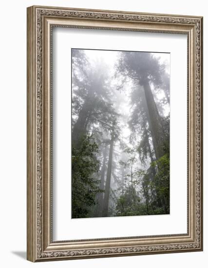 Lady Bird Johnson Grove, Prairie Creek Redwoods SP, California-Rob Sheppard-Framed Photographic Print