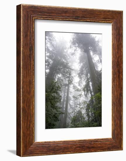 Lady Bird Johnson Grove, Prairie Creek Redwoods SP, California-Rob Sheppard-Framed Photographic Print