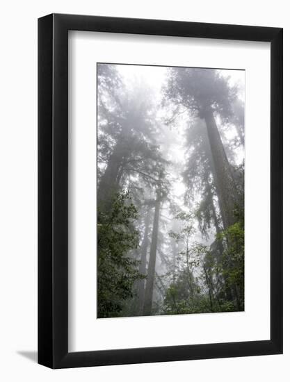 Lady Bird Johnson Grove, Prairie Creek Redwoods SP, California-Rob Sheppard-Framed Photographic Print