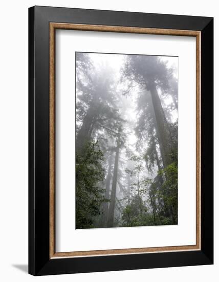 Lady Bird Johnson Grove, Prairie Creek Redwoods SP, California-Rob Sheppard-Framed Photographic Print