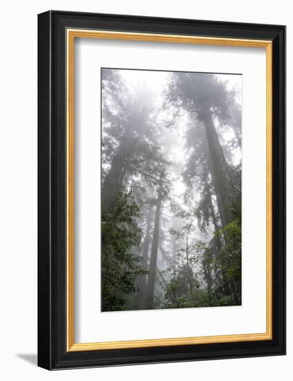 Lady Bird Johnson Grove, Prairie Creek Redwoods SP, California-Rob Sheppard-Framed Photographic Print