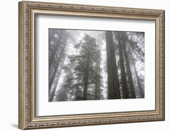 Lady Bird Johnson Grove, Prairie Creek Redwoods SP, California-Rob Sheppard-Framed Photographic Print