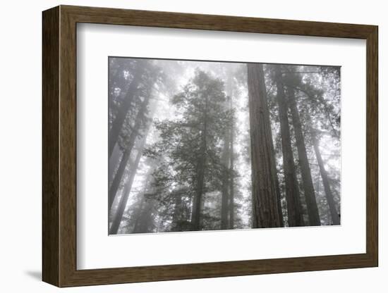 Lady Bird Johnson Grove, Prairie Creek Redwoods SP, California-Rob Sheppard-Framed Photographic Print