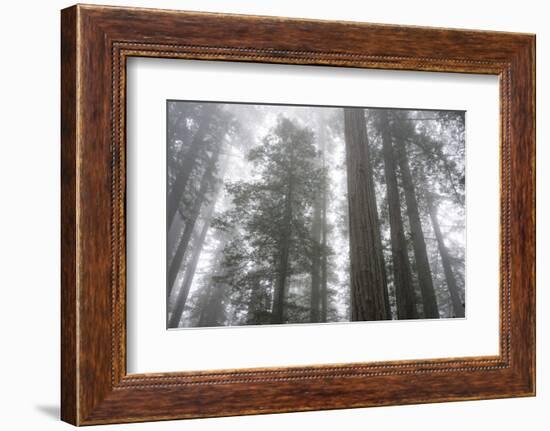 Lady Bird Johnson Grove, Prairie Creek Redwoods SP, California-Rob Sheppard-Framed Photographic Print