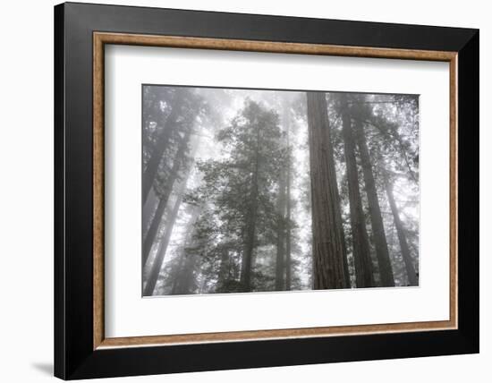 Lady Bird Johnson Grove, Prairie Creek Redwoods SP, California-Rob Sheppard-Framed Photographic Print