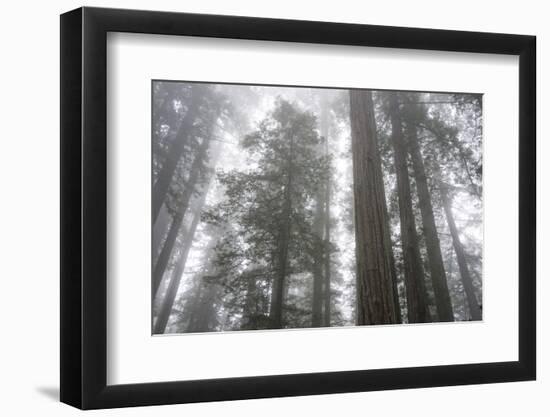 Lady Bird Johnson Grove, Prairie Creek Redwoods SP, California-Rob Sheppard-Framed Photographic Print