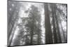 Lady Bird Johnson Grove, Prairie Creek Redwoods SP, California-Rob Sheppard-Mounted Photographic Print