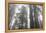 Lady Bird Johnson Grove, Prairie Creek Redwoods SP, California-Rob Sheppard-Framed Premier Image Canvas