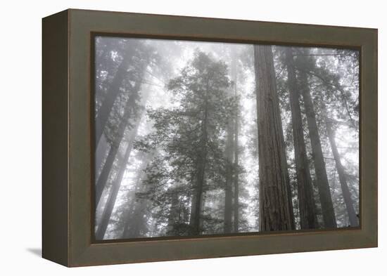 Lady Bird Johnson Grove, Prairie Creek Redwoods SP, California-Rob Sheppard-Framed Premier Image Canvas